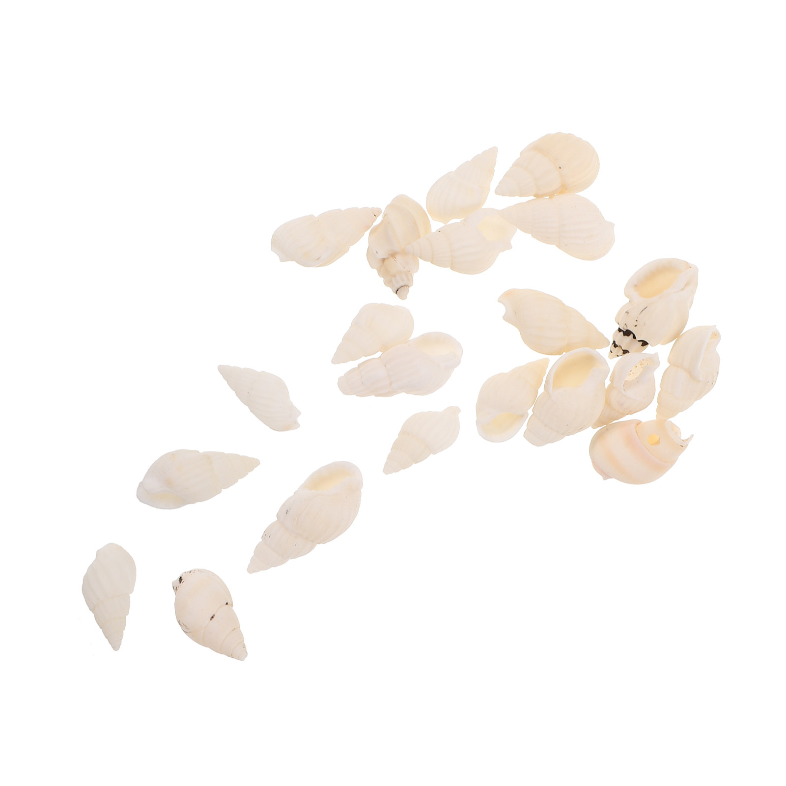 20 ชิ้น เปลือกหอยสีขาวลายเกลีย - Resin Art Beach บทวิจารณ์และราคา