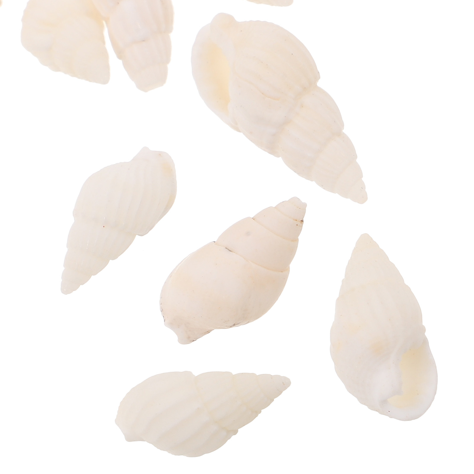 20 ชิ้น เปลือกหอยสีขาวลายเกลีย - Resin Art Beach บทวิจารณ์และราคา